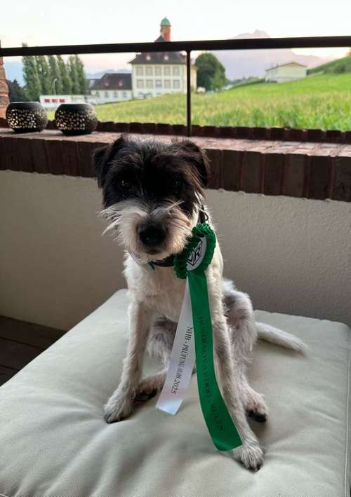 Hundeauslaufgebiet-Dog Rules Hundeschule-Bild