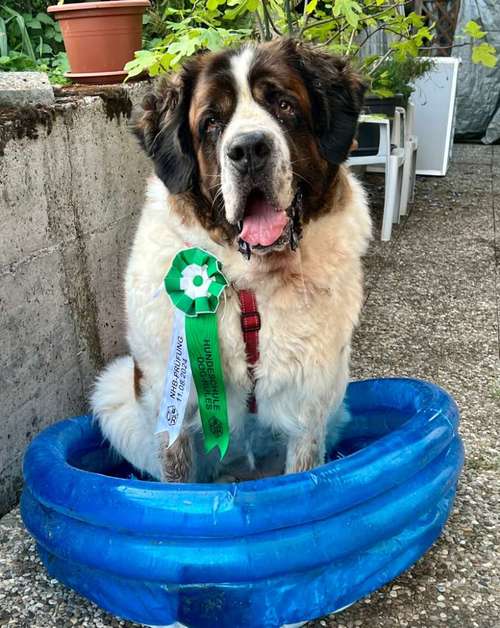 Hundeauslaufgebiet-Dog Rules Hundeschule-Bild