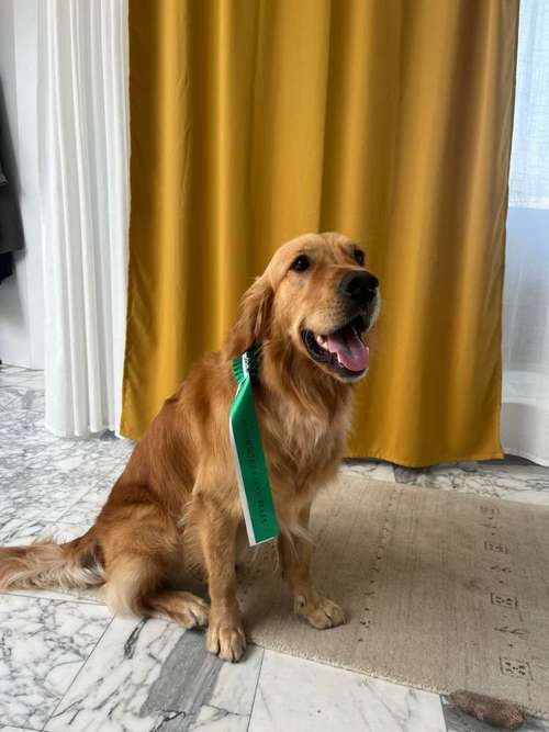 Hundeauslaufgebiet-Dog Rules Hundeschule-Bild