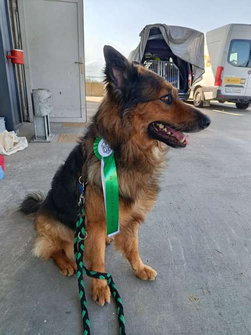 Hundeauslaufgebiet-Dog Rules Hundeschule-Bild