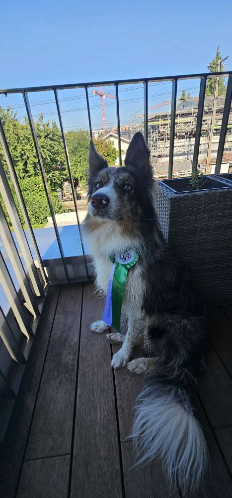 Hundeauslaufgebiet-Dog Rules Hundeschule-Bild