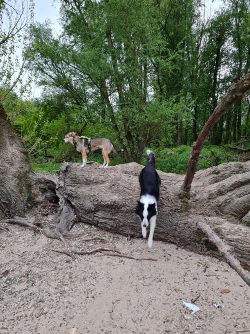 Hundeauslaufgebiet-Jennys Hundetraining-Bild