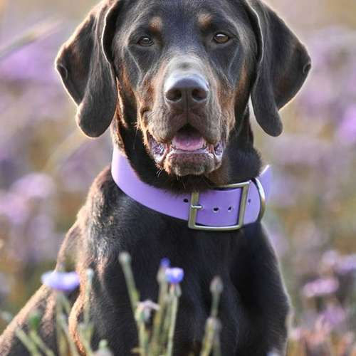 Hundeauslaufgebiet-van Hundsen - Daniela Eichstedt-Bild