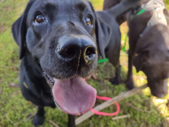 Hundeauslaufgebiet-Pfotentante-Bild