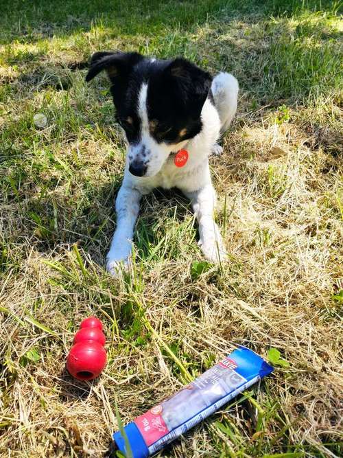 Hundeauslaufgebiet-Pfotentante-Bild