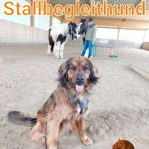 Hundeauslaufgebiet-CaraCanis Hundeverhaltensberatung-Bild