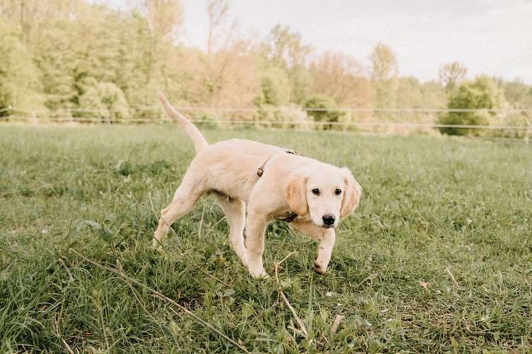 Hundeauslaufgebiet-Daniel Fink - Fotografie-Bild