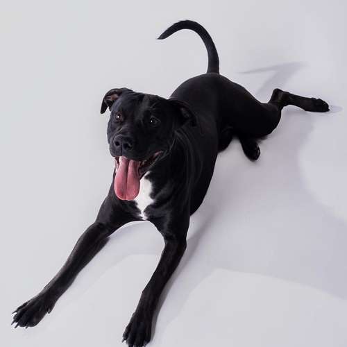 Hundeauslaufgebiet-Daniel Fink - Fotografie-Bild