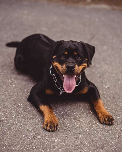 Hundeauslaufgebiet-Daniel Fink - Fotografie-Bild