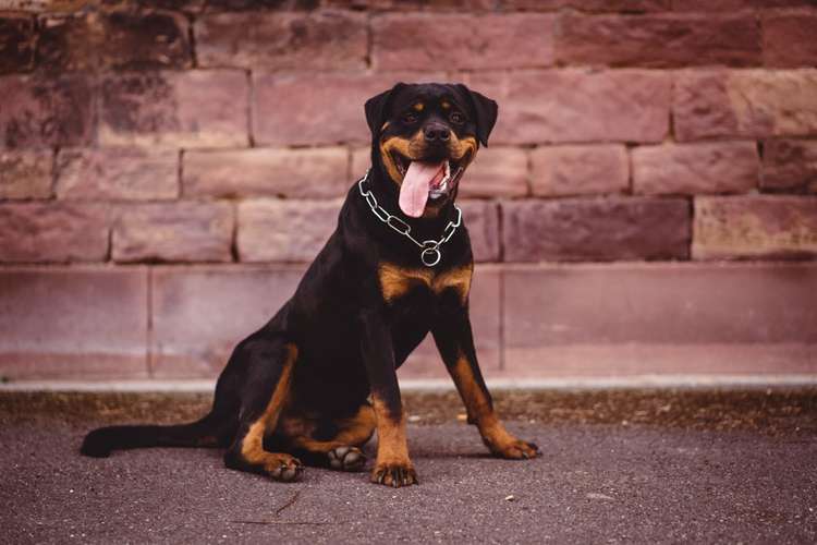 Hundeauslaufgebiet-Daniel Fink - Fotografie-Bild