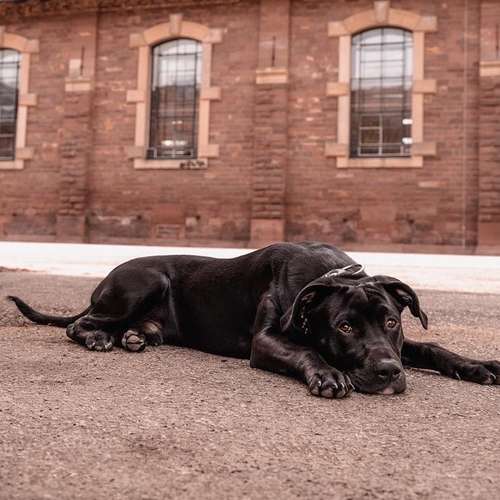 Hundeauslaufgebiet-Daniel Fink - Fotografie-Bild