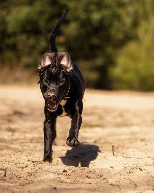 Hundeauslaufgebiet-Daniel Fink - Fotografie-Bild