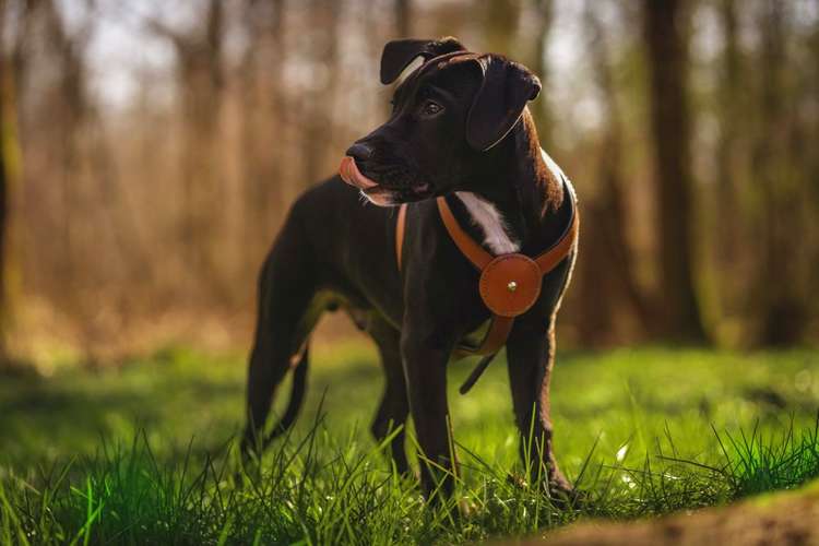 Hundeauslaufgebiet-Daniel Fink - Fotografie-Bild