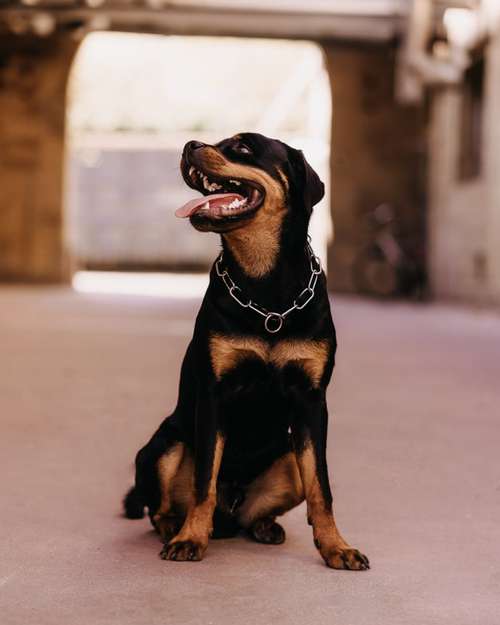 Hundeauslaufgebiet-Daniel Fink - Fotografie-Bild