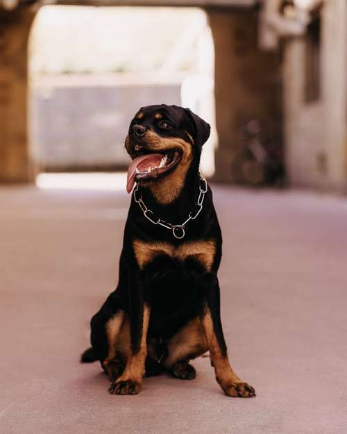 Hundeauslaufgebiet-Daniel Fink - Fotografie-Bild