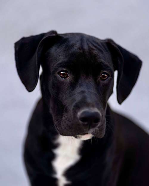 Hundeauslaufgebiet-Daniel Fink - Fotografie-Bild