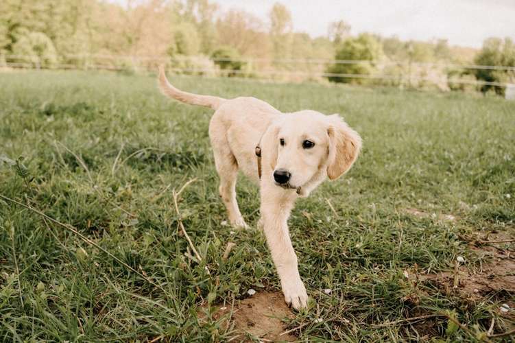 Hundeauslaufgebiet-Daniel Fink - Fotografie-Bild