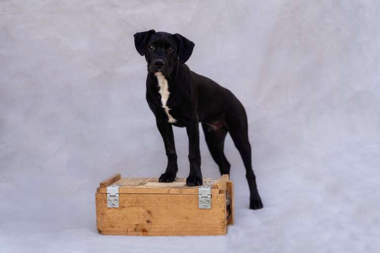 Hundeauslaufgebiet-Daniel Fink - Fotografie-Bild