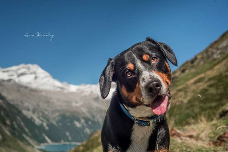 Hundeauslaufgebiet-Laura W Fotografie-Bild