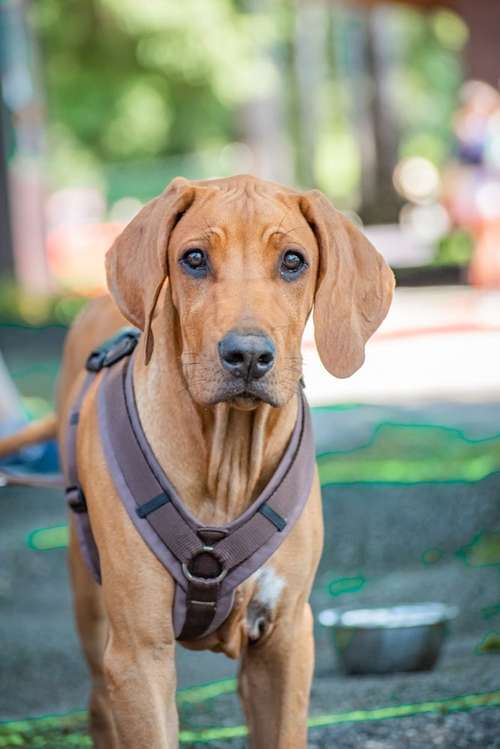 Hundeauslaufgebiet-Laura W Fotografie-Bild