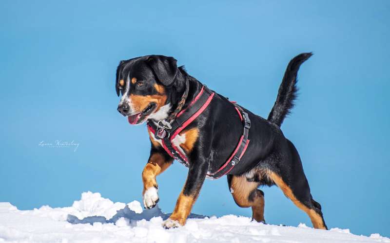 Hundeauslaufgebiet-Laura W Fotografie-Bild