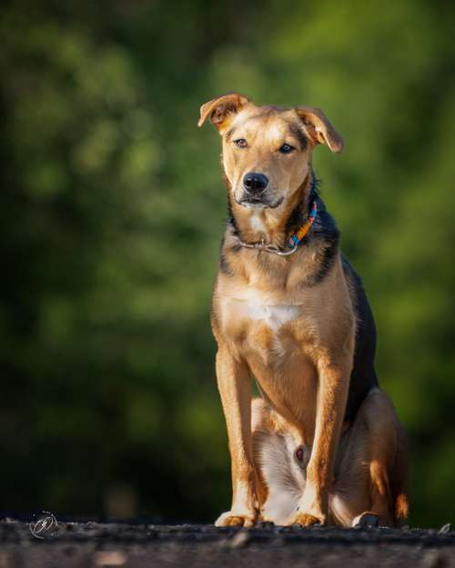 Hundeauslaufgebiet-Olaf Wagner Photography-Bild
