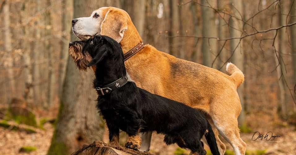 Hundeauslaufgebiet-Olaf Wagner Photography-Bild