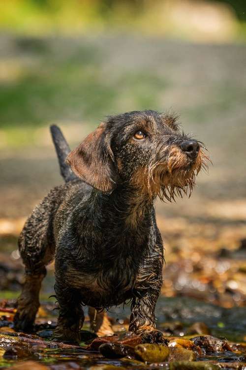 Hundeauslaufgebiet-Olaf Wagner Photography-Bild
