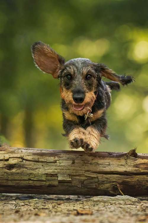 Hundeauslaufgebiet-Olaf Wagner Photography-Bild