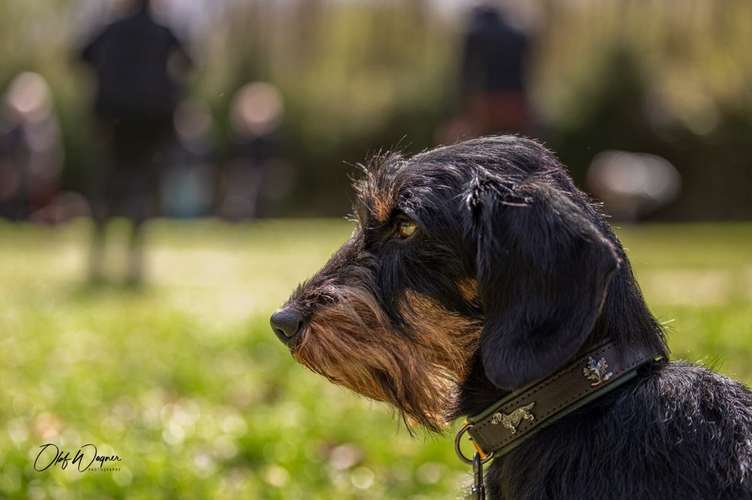 Hundeauslaufgebiet-Olaf Wagner Photography-Bild
