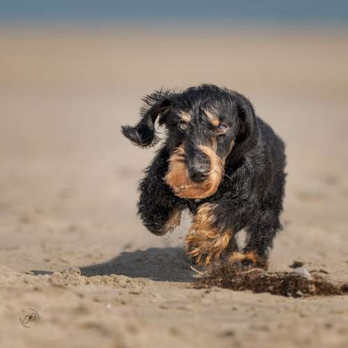 Hundeauslaufgebiet-Olaf Wagner Photography-Bild