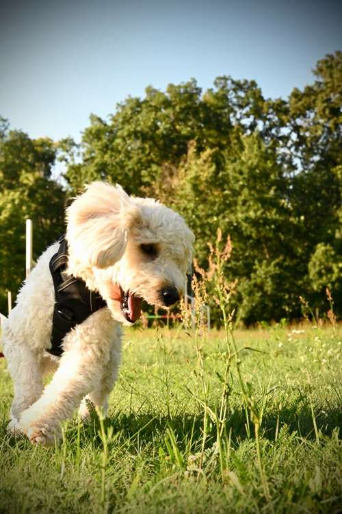 Hundeauslaufgebiet-Felis Hundetraining-Bild