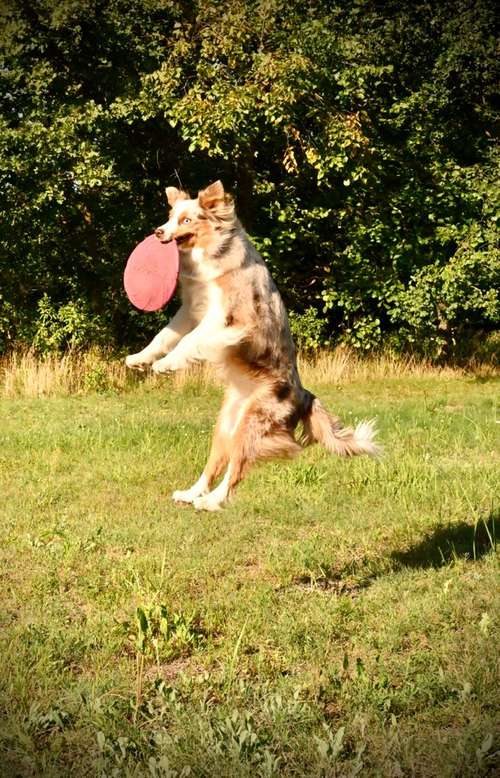 Hundeauslaufgebiet-Felis Hundetraining-Bild