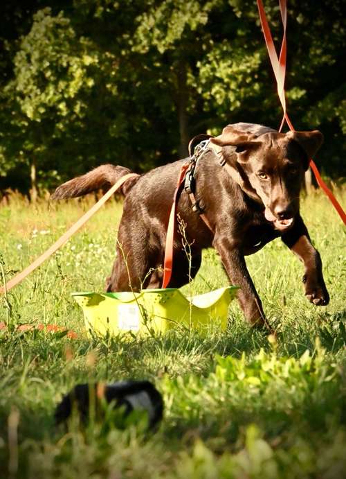 Hundeauslaufgebiet-Felis Hundetraining-Bild