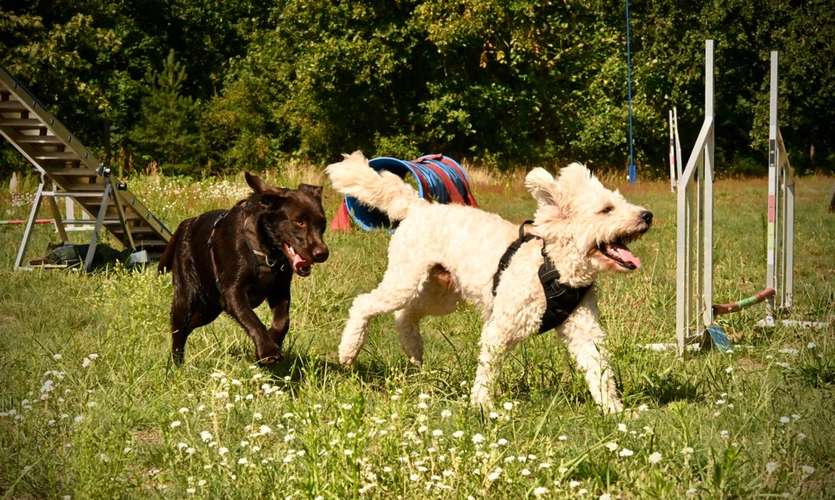 Hundeauslaufgebiet-Felis Hundetraining-Bild