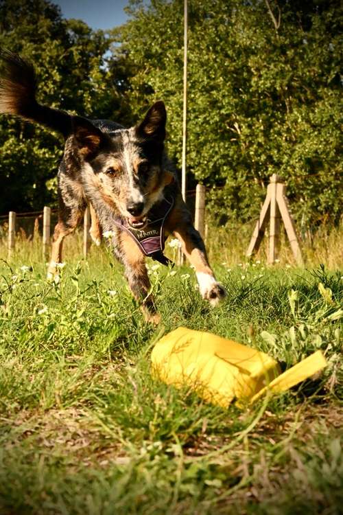 Hundeauslaufgebiet-Felis Hundetraining-Bild