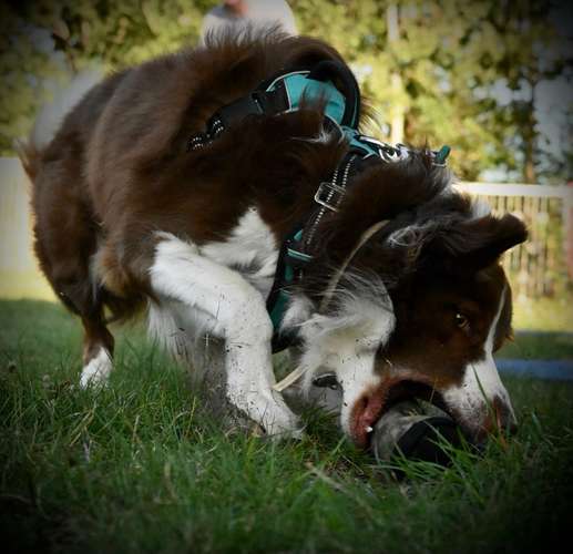 Hundeauslaufgebiet-Felis Hundetraining-Bild