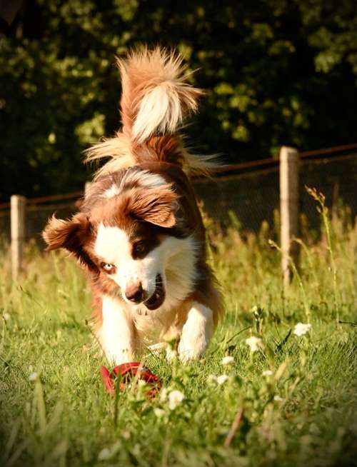 Hundeauslaufgebiet-Felis Hundetraining-Bild