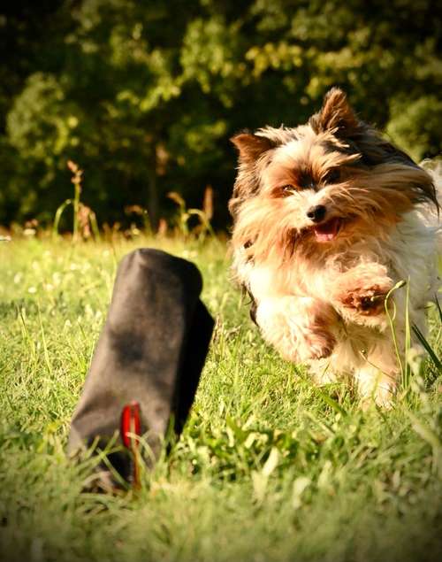 Hundeauslaufgebiet-Felis Hundetraining-Bild