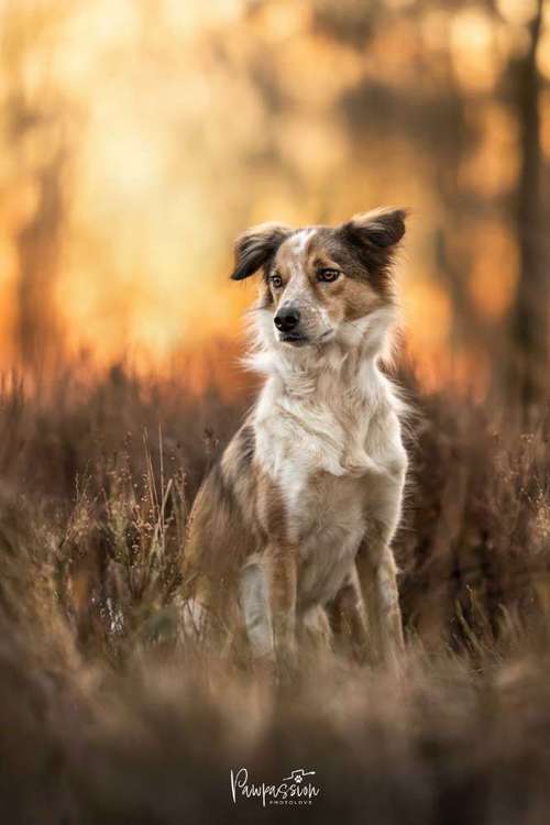 Hundeauslaufgebiet-Pawpassion Photolove-Bild