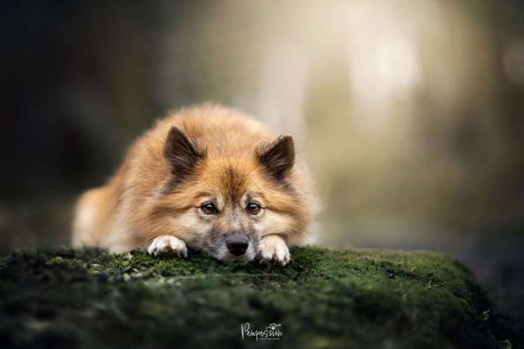 Hundeauslaufgebiet-Pawpassion Photolove-Bild