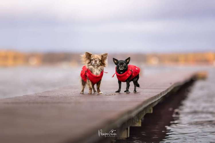 Hundeauslaufgebiet-Pawpassion Photolove-Bild