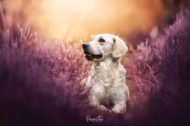 Hundeauslaufgebiet-Pawpassion Photolove-Bild
