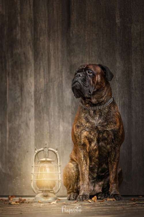 Hundeauslaufgebiet-Pawpassion Photolove-Bild