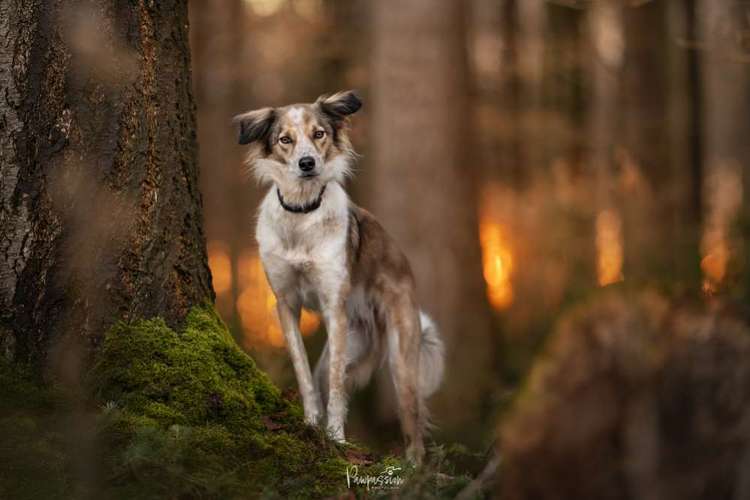Hundeauslaufgebiet-Pawpassion Photolove-Bild