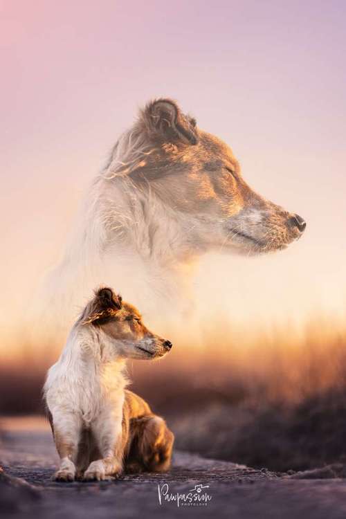 Hundeauslaufgebiet-Pawpassion Photolove-Bild