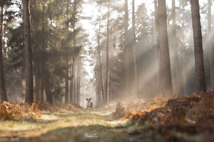 Hundeauslaufgebiet-Pawpassion Photolove-Bild