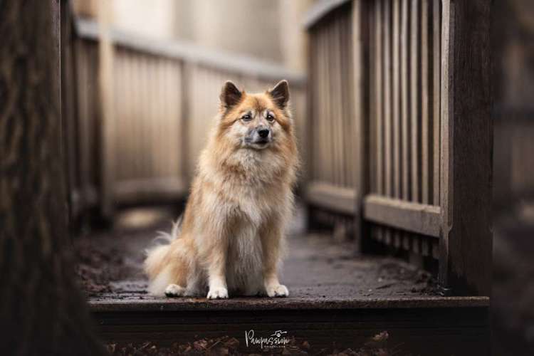 Hundeauslaufgebiet-Pawpassion Photolove-Bild