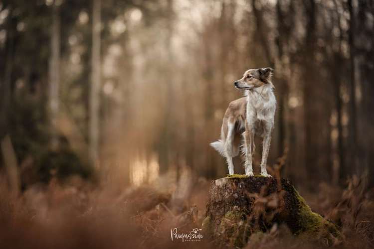 Hundeauslaufgebiet-Pawpassion Photolove-Bild