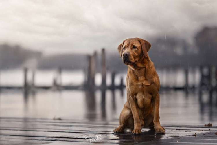 Hundeauslaufgebiet-Pawpassion Photolove-Bild